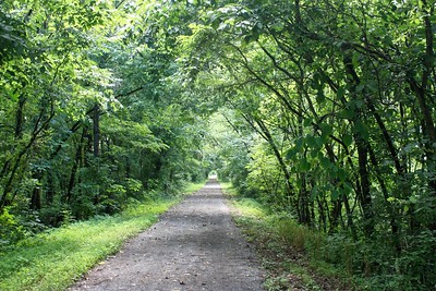 photo of a trail through the forest