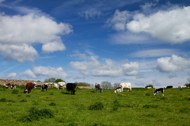 Blue sky, white clouds, young calves and cows - English countryside at its best