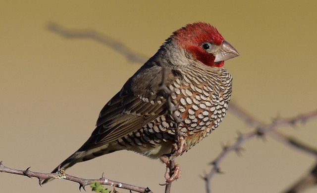 Red-headed Finch (Amadina erythrocephala) ♂