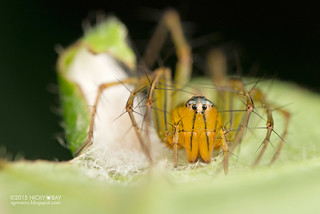 Lynx spider (Oxyopes lineatipes) - DSC_9988