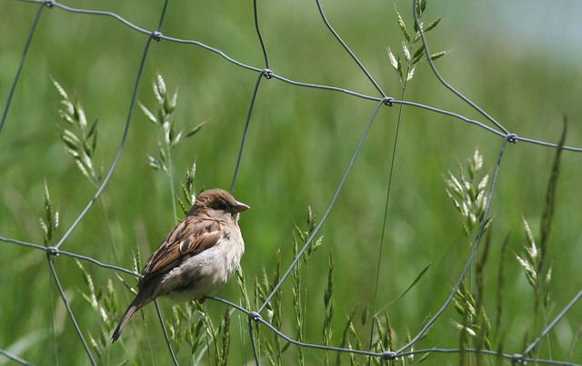 Pompe à pied sparrow