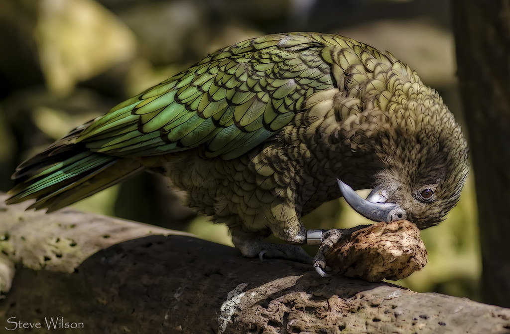 The New Zealand Kea