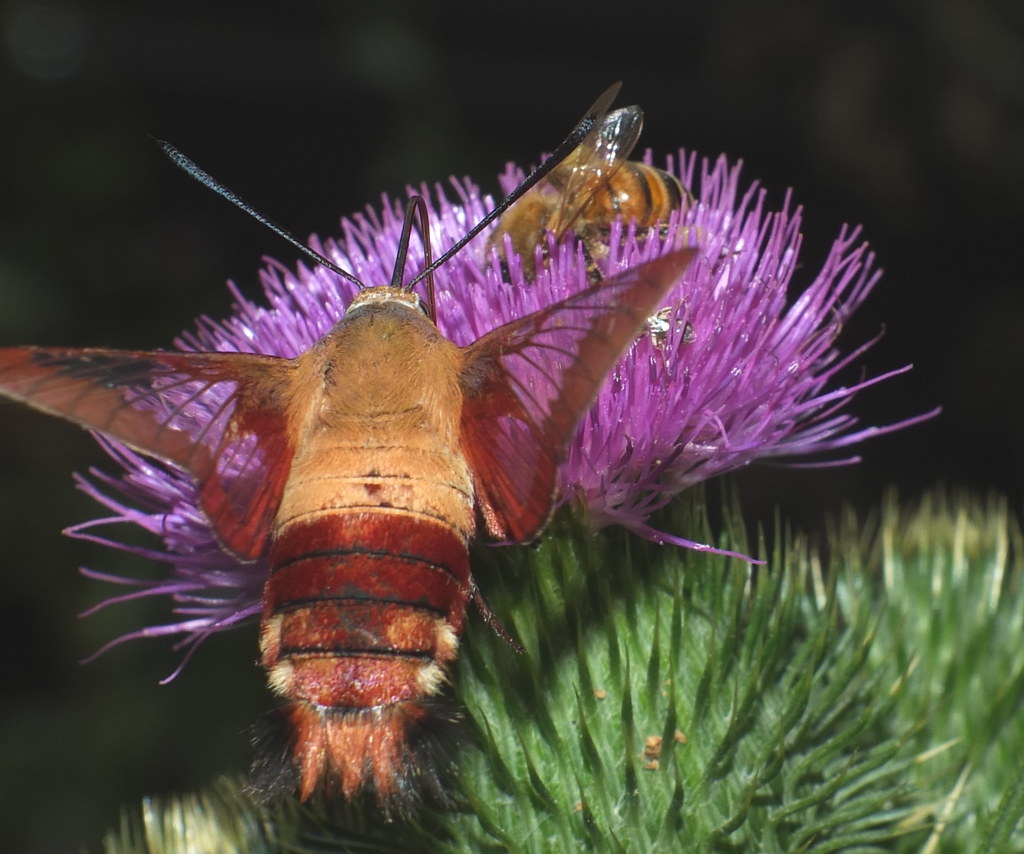 A Moth Hawk and Honey Bee Feeding on a Thistle Flower DSCF3643