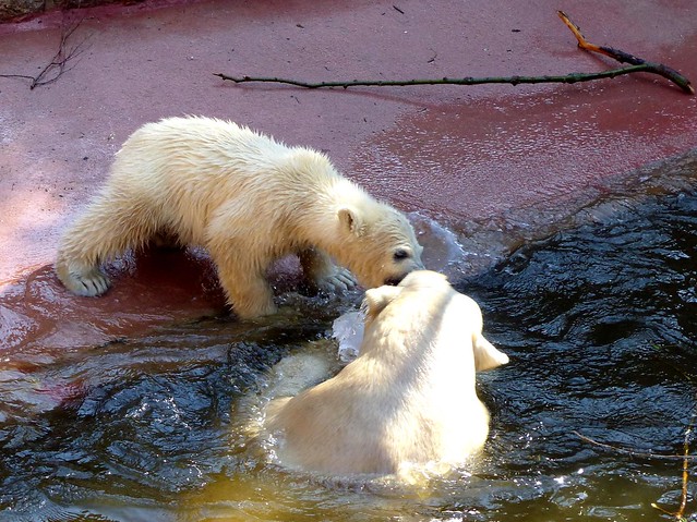 Polar Bear Fiete, giving Mom a kiss:)