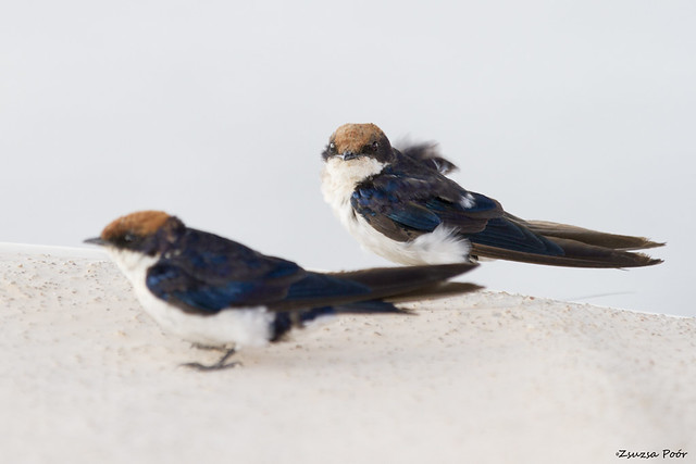 Wire-tailed swallow @ Chobe