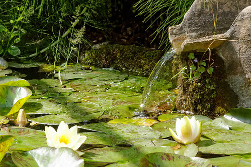 flowers plants nature gardens river landscape waterfall pond spain europe places waterfeature waterlillies botanics majorca soller balearicislands sóller