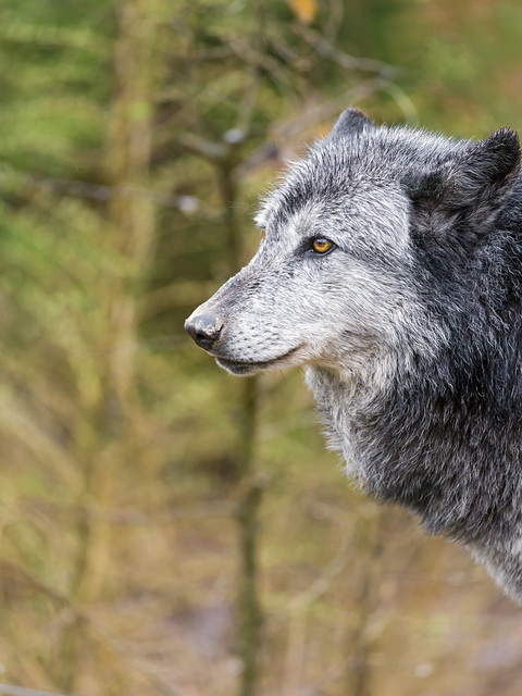 Profile of a gray wolf
