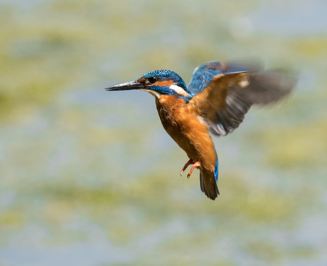 Kingfisher - male adult @ Warnham nature reserve 23Jul2016