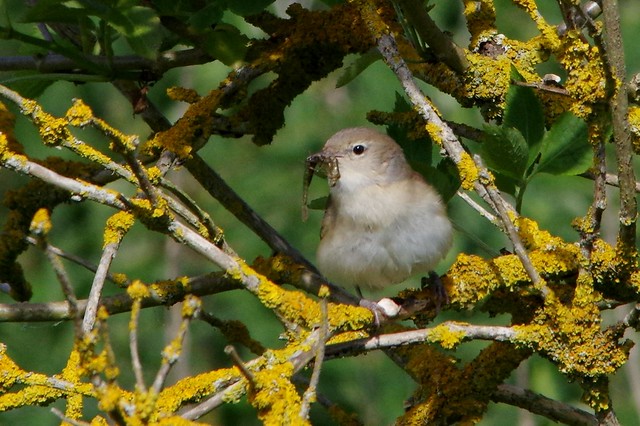 IMGP2956 Garden Warbler, Paxton Pits, St Neots, UK, May 2015