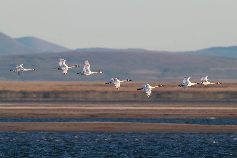 Cygnus columbianus | Tundra Swan | mindre sångsvan