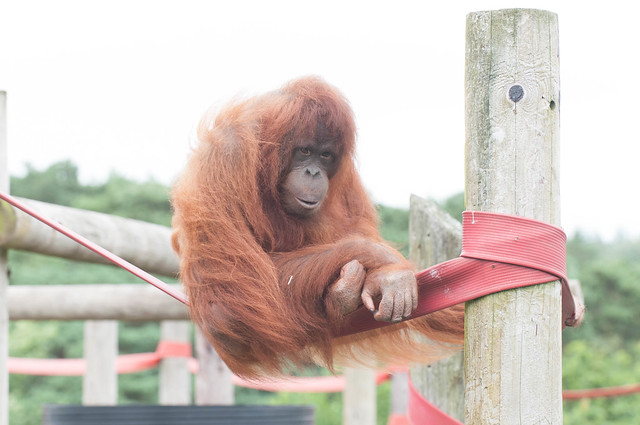 Female Orang-utan