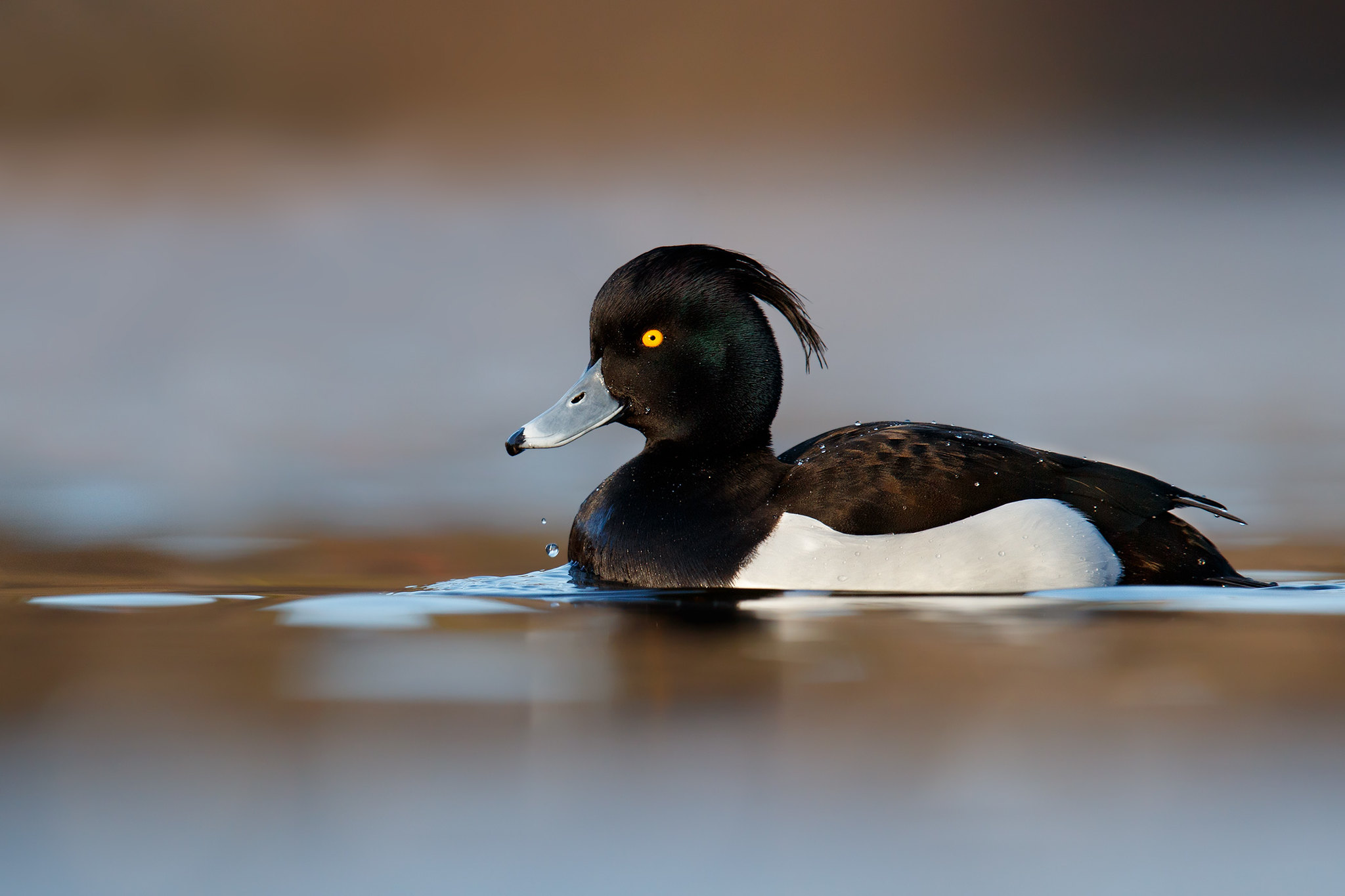 Aythya fuligula | Tufted Duck | vigg