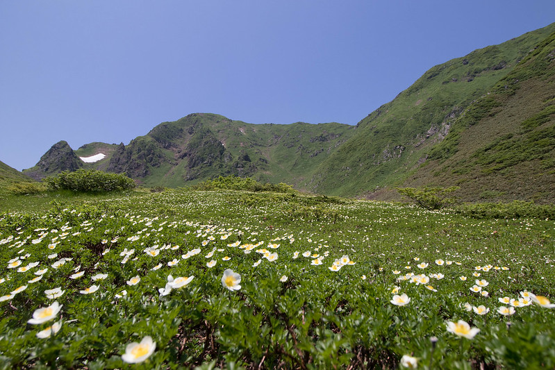 秋田駒ヶ岳のムーミン谷のチングルマ