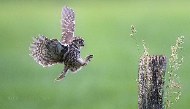 Stealth landing #littleowl #goldenhour #birdsinflight #dreamscape #animalscape #birdsofprey #owl
