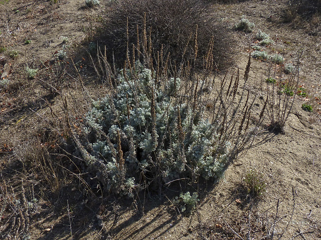 Artemisia pycnocephala_Beach Sagewort_2254