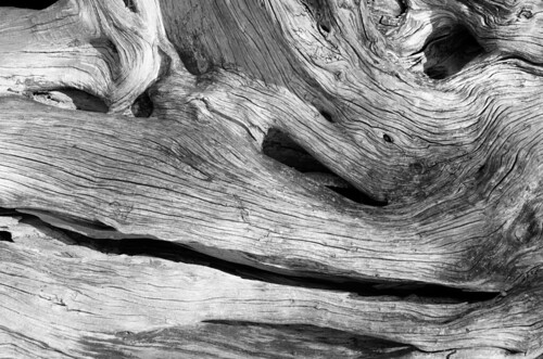 wood blackandwhite bw tree texture monochrome grain explore deadtree worldsend hingham
