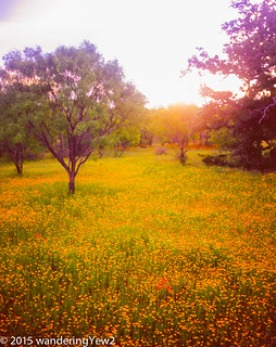 Hill Country Wildflowers -- Sunrise