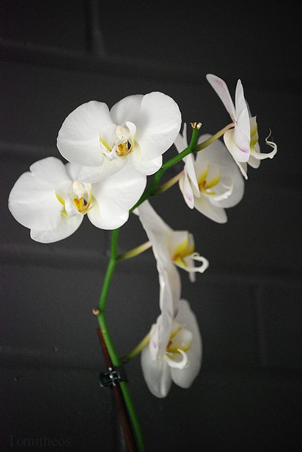 my little orchid (poetry)