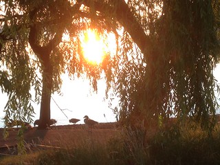 Sunset through the weeping willow