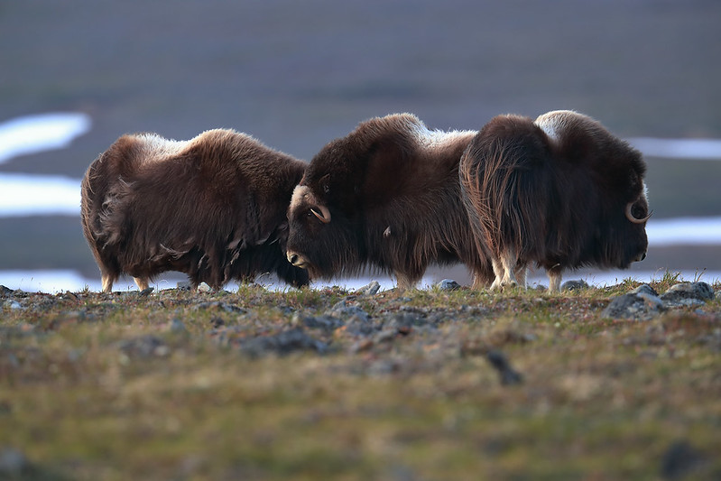 Ovibos moschatus | Musk ox | myskoxe