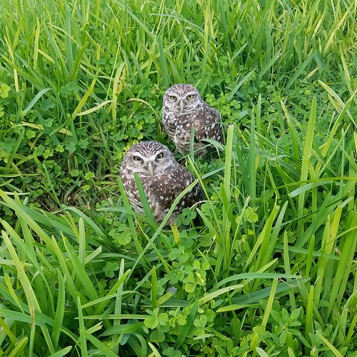 owls couple birds grass florida burrowingowls