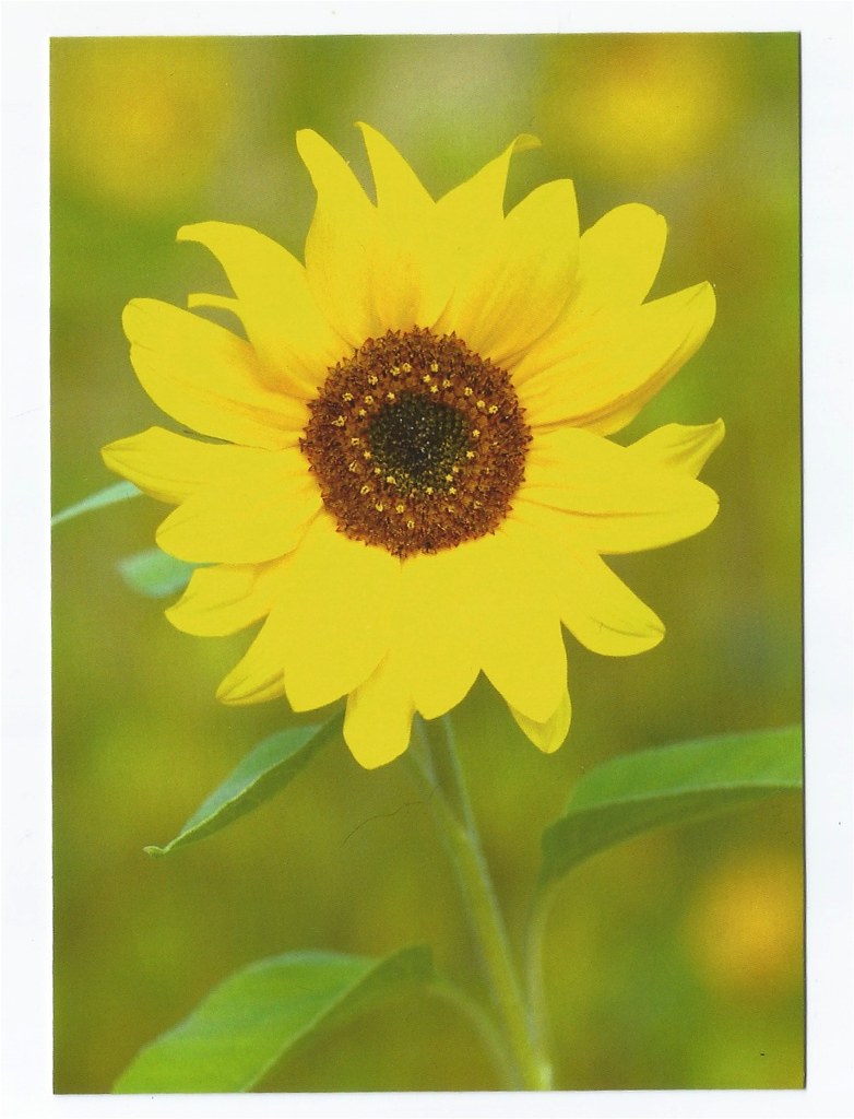 Sunflower | Frowm AWTE (Flowers) | the_postcard_bee | Flickr