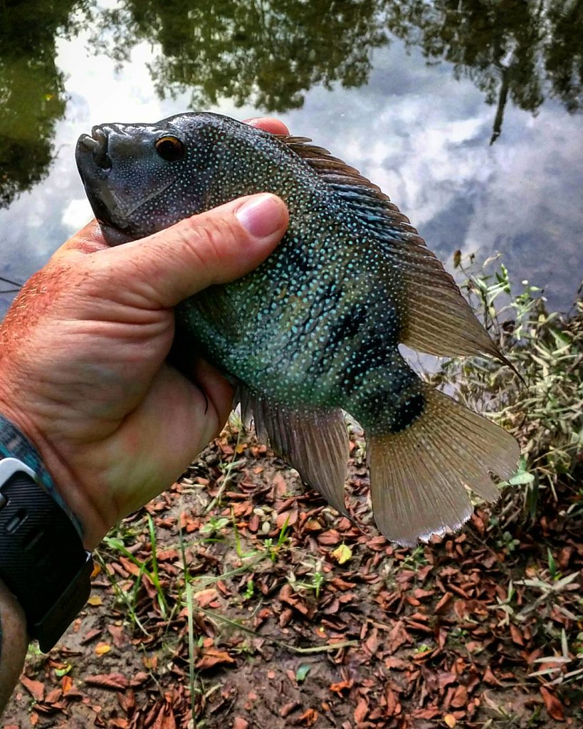 These Rio Grande Cichlids Are Such Pretty Fish I Love The Flickr