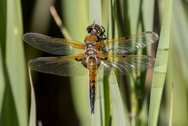 Dragonfly at Woodwalton Fen 13/05/15