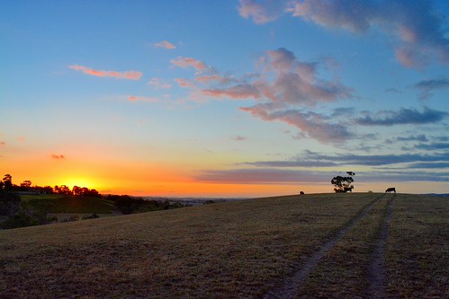 Sunset by Costa K, Sunset over the Yarra Valley, Victoria, Australiasunset sky cloud field landscape cow vineyard track