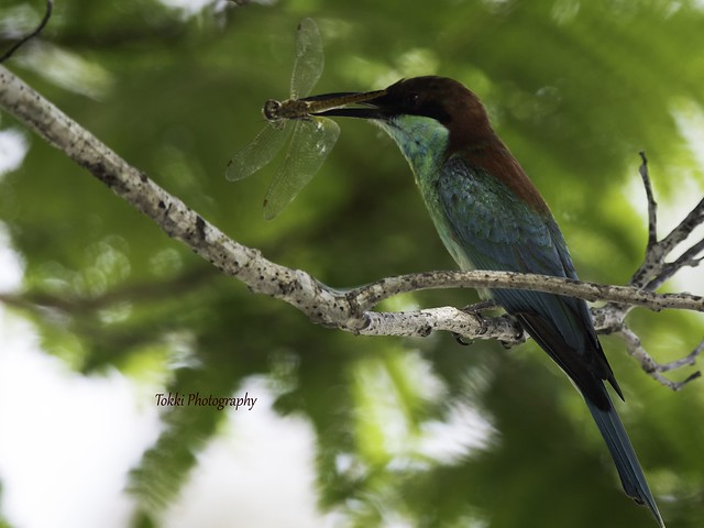 Blue Throated Bee eater
