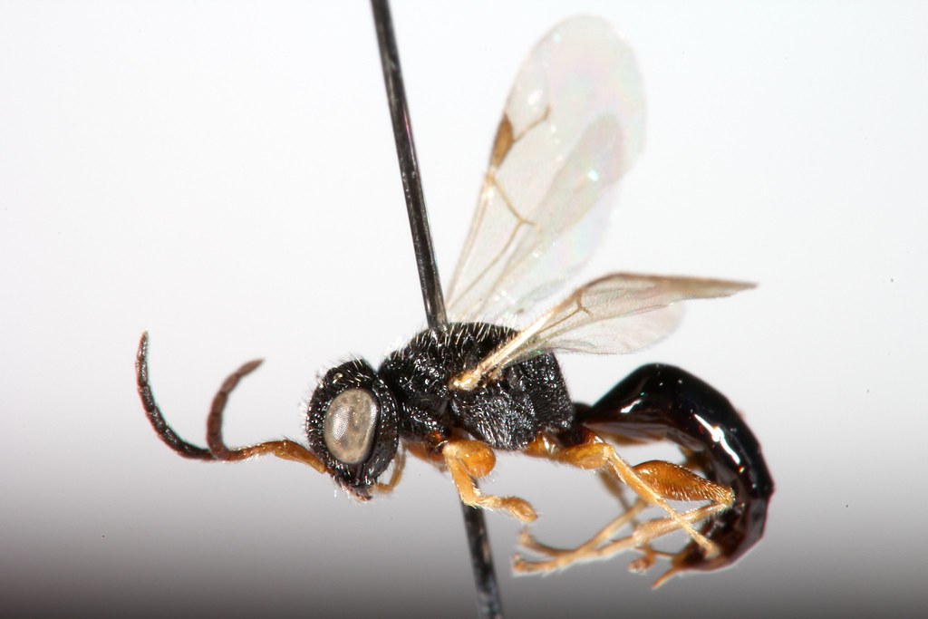 icipe and collaborators discover 13 new wasp species 
in Kenya and Burundi