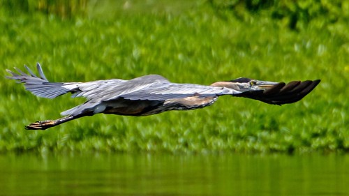 bird nature wings ngc greatblueheron bif glide birdinflight crescentpark d7100 tamron70300vc