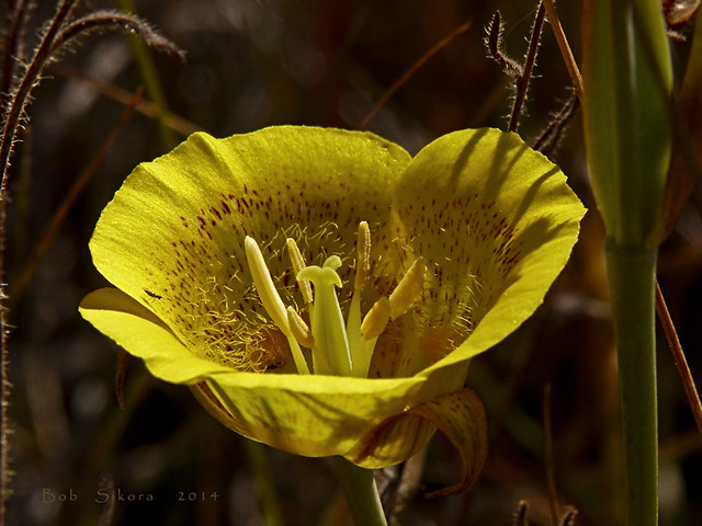 Calochortus luteus_Yellow Mariposa Lily_2280
