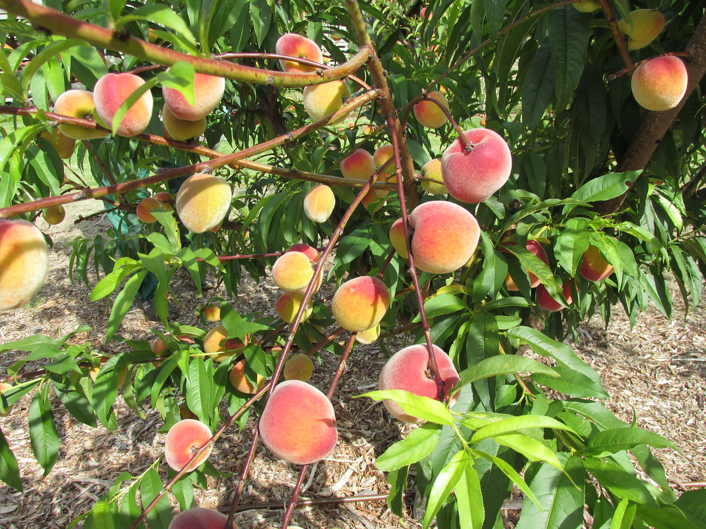 Tropic Beauty Peach Olinda Maui One Of The Tropic S Flickr