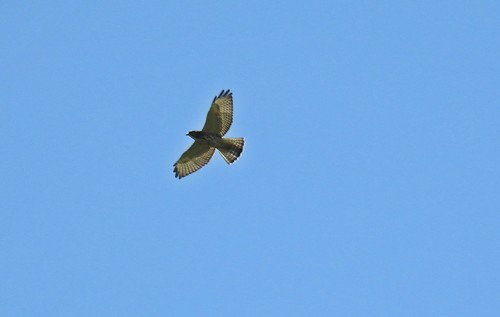 Broad-winged Hawk 8-7 2016 | Muscatatuck NWR | Tommy Becker, BBD | Flickr