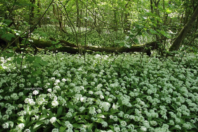 Allium in wonderland