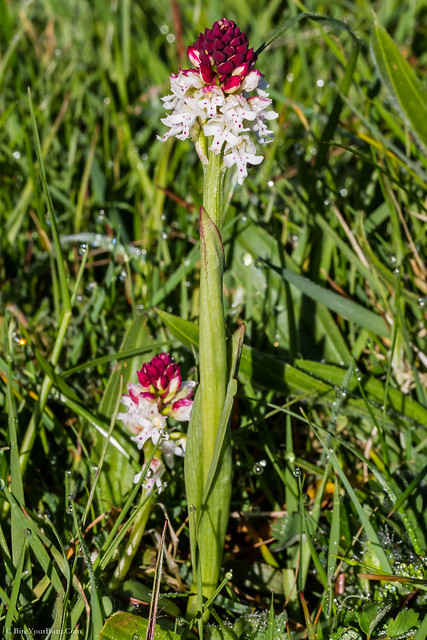 Burnt Orchid (Neotinea ustulata var. ustulata)