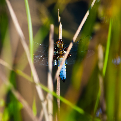 Broad bodied chaser, male, at rest