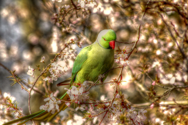 Grüner Papagei - Green Parrot