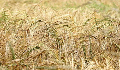 summer field barley cornwall farm grain july heads stevemaskell 2016 helland naturethroughthelens