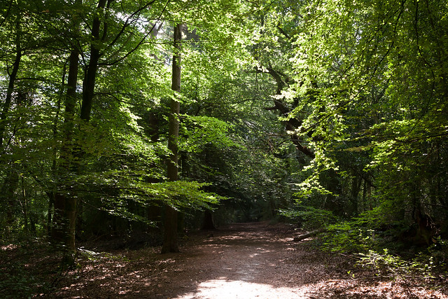 Through Marley Common | Haslemere and around-5