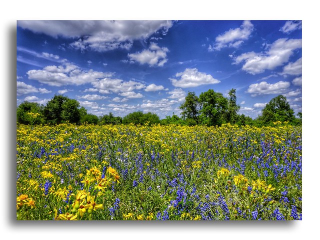 Field of Texas Wildflowers