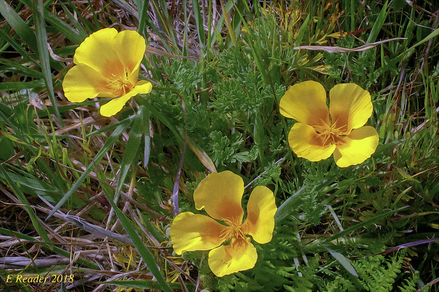 California Poppy (Eschscholzia californica), #2