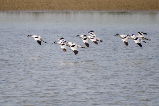 Pied Avocet (Recurvirostra avosetta) flock in flight