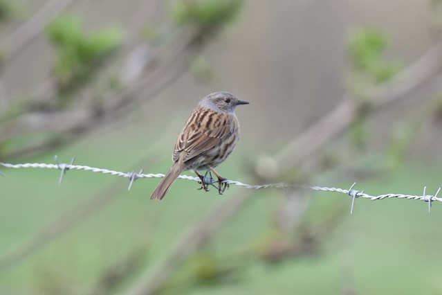 Dunnock on the wire