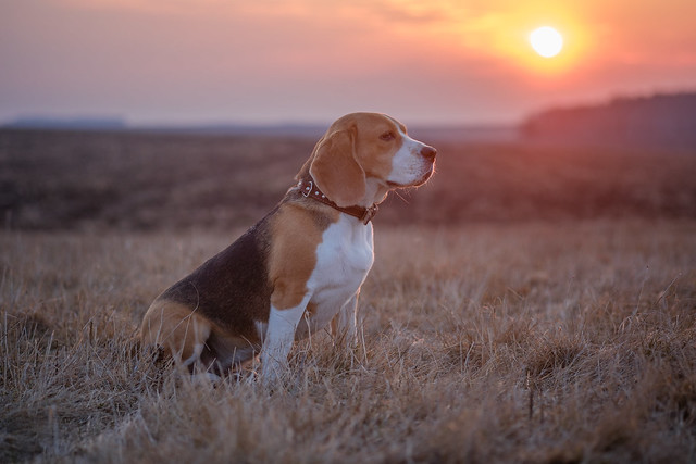 Beagle dog on a walk in the spring at sunset