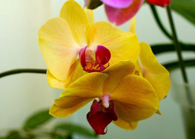 Real gold. Phalaenopsis orchid Solid Gold.