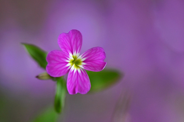Wild flower Virginia Stock (Malcolmia Maritima)