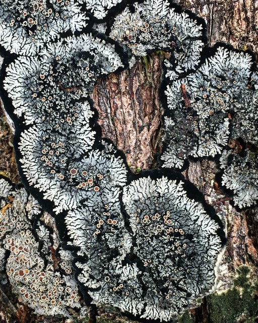 Beautiful lichen, Ahupua'a O Kahana State Park, Oahu, Hawaii