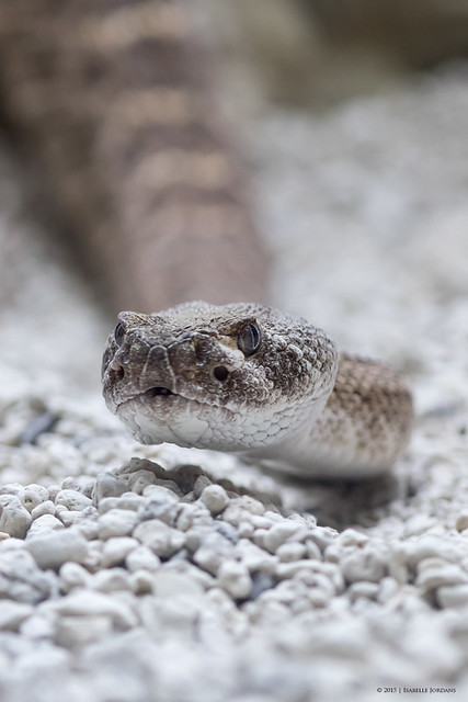 Let me take a bite | Diamantklapperschlange - eastern diamondback rattlesnake (Crotalus adamanteus)